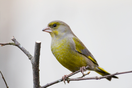 Grænfinka (Carduelis chloris)