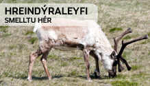 Hreindýraleyfi - smelltu hér
