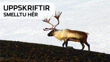 Uppskriftir - smelltu hér