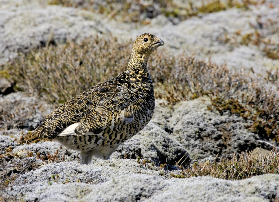 Umhverfisstofnun | Staða á gerð stjórnunar- og verndaráætlunar fyrir rjúpu