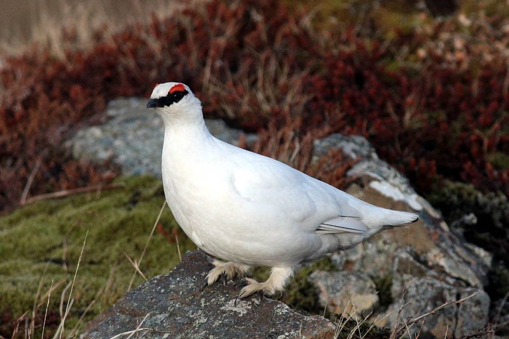 umhverfisstofnun-kynningarfundur-n-stj-rnunar-og-verndar-tlun